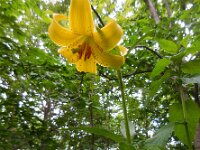 Lilium szovitsianum 2, Saxifraga-Ed Stikvoort