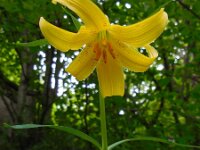 Lilium szovitsianum 3, Saxifraga-Ed Stikvoort