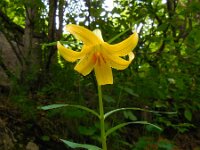 Lilium szovitsianum 4, Saxifraga-Ed Stikvoort