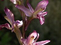 Limodorum abortivum 10, Saxifraga-Jan van der Straaten