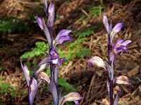 Limodorum abortivum 11, Saxifraga-Hans Dekker