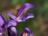 Limodorum abortivum 12, Saxifraga-Hans Dekker