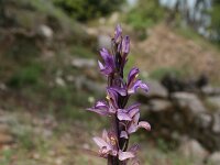 Limodorum abortivum 13, Saxifraga-Dirk Hilbers