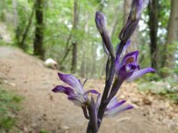 Limodorum abortivum 17, Saxifraga-Rutger Barendse