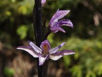 Limodorum abortivum 18, Saxifraga-Harry Jans