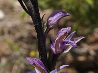 Limodorum abortivum 19, Saxifraga-Harry Jans