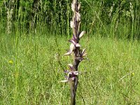 Limodorum abortivum 22, Saxifraga-Hans Grotenhuis