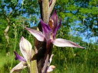 Limodorum abortivum 23, Saxifraga-Hans Grotenhuis