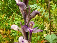 Limodorum abortivum 26, Saxifraga-Hans Grotenhuis