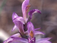 Limodorum abortivum 3, Saxifraga-Arie de Knijff