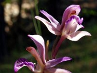 Limodorum abortivum 4, Saxifraga-Hans Dekker