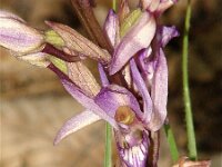 Limodorum abortivum 5, Saxifraga-Jasenka Topic