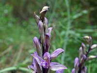 Limodorum abortivum 6, Saxifraga-Jeroen Willemsen