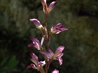 Limodorum abortivum 9, Saxifraga-Jan van der Straaten