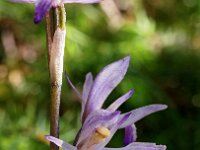 Limodorum trabutianum 2, Saxifraga-Hans Dekker