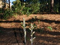 Limodorum trabutianum 7, Saxifraga-Hans Dekker