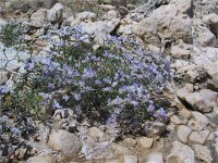 Limonium bellidifolium 2, Saxifraga-Jasenka Topic