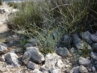 Limonium bellidifolium 3, Saxifraga-Jasenka Topic