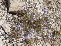 Limonium bellidifolium 4, Saxifraga-Jasenka Topic