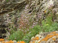 Limonium bellidifolium 6, Saxifraga-Hans Grotenhuis