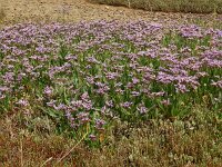 Limonium binervosum 9, Kliflamsoor, Saxifraga-Hans Grotenhuis