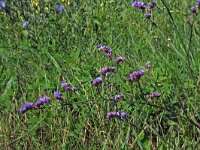 Limonium gmelinii 2, Saxifraga-Jeroen Willemsen