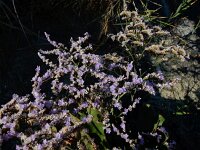 Limonium humile 10, IJle lamsoor, Saxifraga-Ed Stikvoort