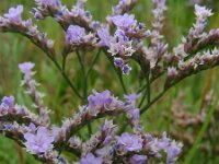 Limonium humile 11, IJle lamsoor, Saxifraga-Ed Stikvoort
