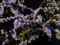 Limonium humile 12, IJle lamsoor, Saxifraga-Ed Stikvoort