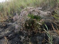 Limonium humile 13, IJle lamsoor, Saxifraga-Peter Meininger