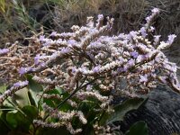 Limonium humile 14, IJle lamsoor, Saxifraga-Peter Meininger