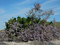 Limonium humile 15, IJle lamsoor, Saxifraga-Ed Stikvoort