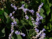 Limonium humile 16, IJle lamsoor, Saxifraga-Ed Stikvoort