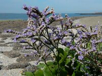 Limonium humile 17, IJle lamsoor, Saxifraga-Ed Stikvoort
