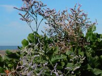 Limonium humile 18, IJle lamsoor, Saxifraga-Ed Stikvoort