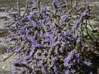 Limonium humile 19, IJle lamsoor, Saxifraga-Ed Stikvoort