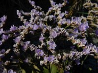 Limonium humile 2, IJle lamsoor, Saxifraga-Ed Stikvoort