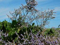 Limonium humile 20, IJle lamsoor, Saxifraga-Ed Stikvoort