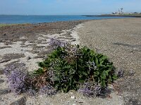 Limonium humile 21, IJle lamsoor, Saxifraga-Ed Stikvoort