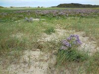 Limonium humile 3, IJle lamsoor, Saxifraga-Ed Stikvoort