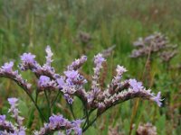 Limonium humile 4, IJle lamsoor, Saxifraga-Ed Stikvoort