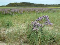 Limonium humile 5, IJle lamsoor, Saxifraga-Ed Stikvoort