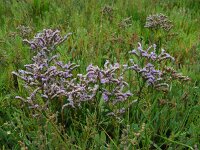 Limonium humile 6, IJle lamsoor, Saxifraga-Ed Stikvoort