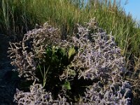 Limonium humile 7, IJle lamsoor, Saxifraga-Ed Stikvoort