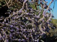 Limonium humile 8, IJle lamsoor, Saxifraga-Ed Stikvoort