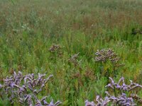 Limonium humile 9, IJle lamsoor, Saxifraga-Ed Stikvoort