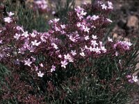 Limonium insigne 2, Saxifraga-Jan van der Straaten