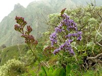 Limonium macrophyllum 2, Saxifraga-Hans Grotenhuis