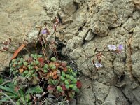 Limonium minutum 2, Saxifraga-Jeroen Willemsen
