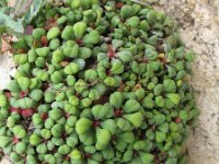 Limonium minutum 3, Saxifraga-Rutger Barendse